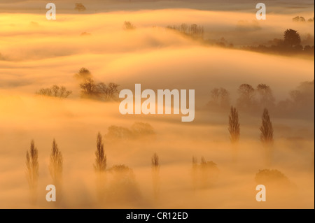 Golden Nebel gehüllten Landschaft auf den Somerset Levels, UK. Stockfoto