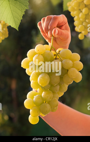 Hand, die reife Trauben im Weinberg Stockfoto