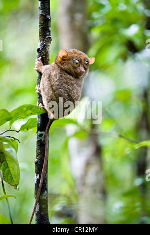 Philippinen, Bohol Island, Tarsier Affen eines der kleinsten Primaten der Welt Stockfoto