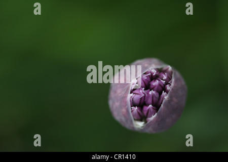 Lila Blume Schnittlauch (Allium Schoenoprasum) mit Membran Knospe, in der britischen Sommerzeit blühen. Stockfoto