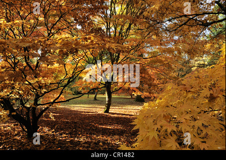 Acers im Acer Glade, Westonbirt Arboretum, Gloucestershire, UK. Stockfoto