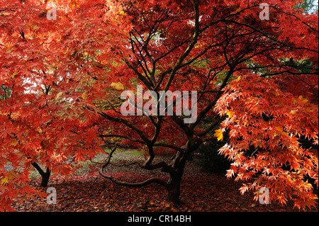 Eine rote Acer Acer Glade, Westonbirt Arboretum, Gloucestershire, UK. Stockfoto