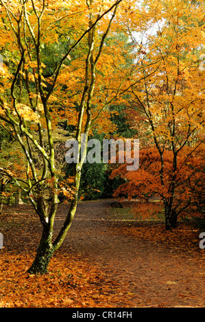 Amber Acers im Acer Glade, Westonbirt Arboretum, Gloucestershire, UK. Stockfoto