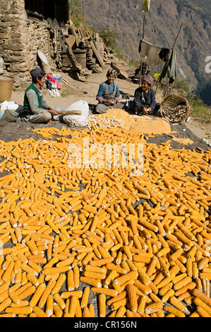 Nepal, Bagmati Zone, Langtang Nationalpark Thulo Syabru Stockfoto