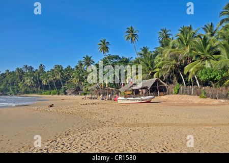 Kokospalmen (Cocos Nucifera) und einem Strand in Tangalle, Sri Lanka, Ceylon, Asien Stockfoto