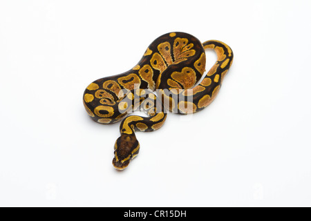 Schwarzer Kopf Spider Het Albino möglich Het Ghost Königspython oder Royal Python (Python Regius), Weiblich Stockfoto