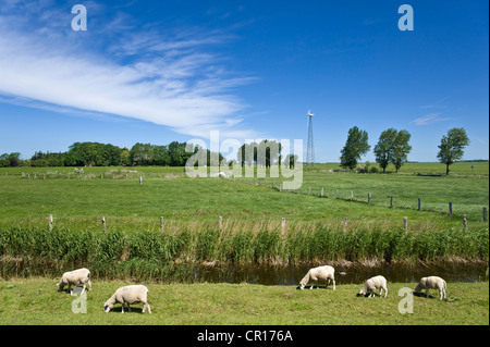 Schafe weiden auf der Flut Deich, Lemkenhafen, Insel Fehmarn, Ostsee, Schleswig-Holstein, Deutschland, Europa Stockfoto