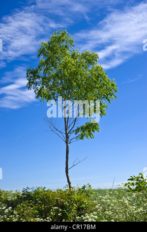 Laubbaum gegen blauen Himmel, Lemkenhafen, Insel Fehmarn, Ostsee, Schleswig-Holstein, Deutschland, Europa Stockfoto