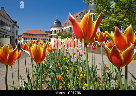 Schloss mit Tulpen blühen, Bad Bergzabern, Deutsche Weinstraße, deutscher Wein Road, Pfalz, Rheinland-Pfalz, Deutschland, Europa Stockfoto