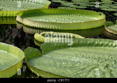 Die riesigen Victoria Cruziana der Amazonen in Kew Garden. Stockfoto