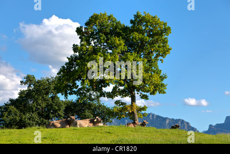 Kühe liegen unter einem Baum im Nachmittag Sonne, See Forggensee, Upper Bavaria, Bavaria, Germany, Europa, PublicGround Stockfoto