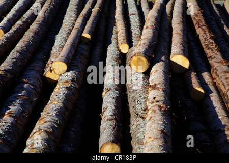 Frisch geschnitten Kiefernholz Stockfoto