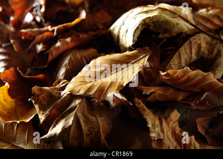 Trockene Blätter im Herbst