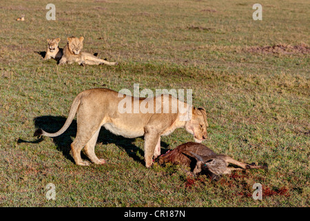 Löwin (Panthera Leo) Fütterung auf Gnus (Connochaetes Taurinus) beobachtet von zwei jungen Löwen, Masai Mara National Reserve Stockfoto