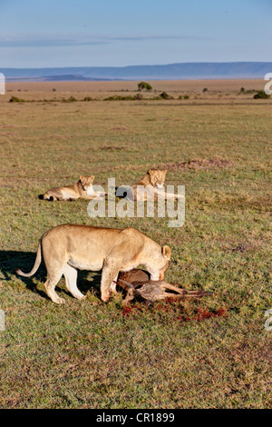 Löwin (Panthera Leo) Fütterung auf Gnus (Connochaetes Taurinus) beobachtet von zwei jungen Löwen, Masai Mara National Reserve Stockfoto