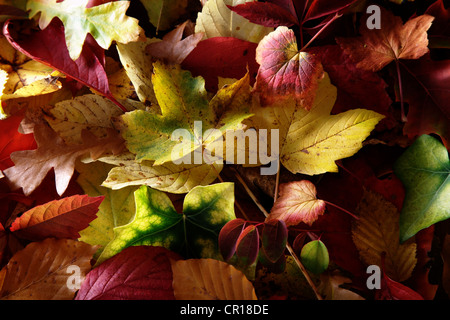 Herbst-bunte Blätter von verschiedenen Laubbäumen Stockfoto