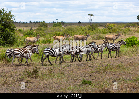 Herden von Eland-Antilopen (Tauro Oryx) und Zebras (Equus Quagga), Masai Mara National Reserve, Kenia, Ostafrika, Afrika Stockfoto