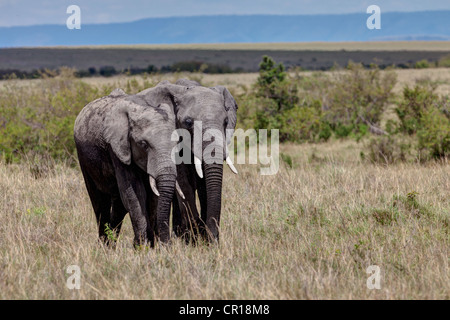Zwei afrikanischen Bush Elefanten (Loxodonta Africana), Masai Mara National Reserve, Kenia, Ostafrika, Afrika, PublicGround Stockfoto