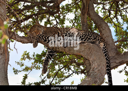 Leopard (Panthera Pardus) schlafen in einem Feigenbaum, Masai Mara National Reserve, Kenia, Ostafrika, Afrika, PublicGround Stockfoto