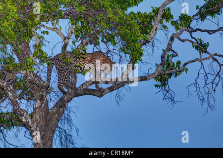 Leopard (Panthera Pardus) in einem Feigenbaum in der Abenddämmerung, Masai Mara National Reserve, Kenia, Ostafrika, Afrika, PublicGround Stockfoto