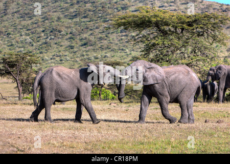 Afrikanischer Bush Elefant (Loxodonta Africana), zwei Junge Stiere kämpfen miteinander, Masai Mara National Reserve, Kenia, Ostafrika Stockfoto