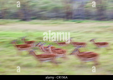 Gruppe von weiblichen Impala (Aepyceros Melampus), Lake Nakuru National Park, Kenia, Ostafrika, Afrika, PublicGround Stockfoto