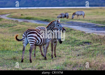Zwei verspielte Zebras (Equus Quagga Boehmi), Lake Nakuru National Park, Kenia, Ostafrika, Afrika, PublicGround Stockfoto