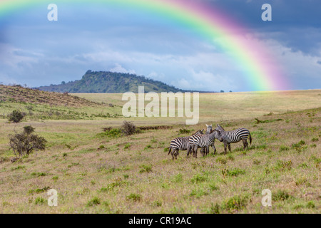 Eine Gruppe von Zebras (Equus Quagga Boehmi) mit Regenbogen, Lake-Nakuru-Nationalpark, Kenia, Ost-Afrika, Afrika, PublicGround Stockfoto