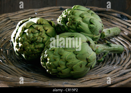 Drei Artischocken (Cynara Cardunculus) in einem Korb Stockfoto