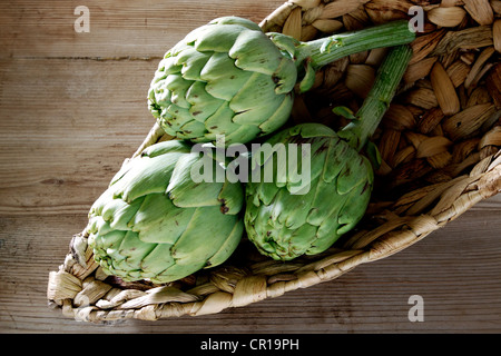 Drei Artischocken (Cynara Cardunculus) in einem Korb Stockfoto