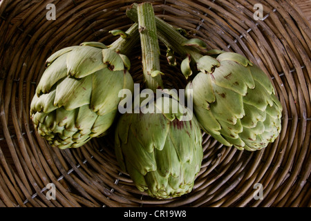 Drei Artischocken (Cynara Cardunculus) in einem Korb Stockfoto