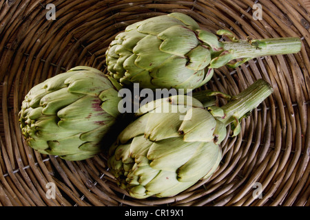 Drei Artischocken (Cynara Cardunculus) in einem Korb Stockfoto