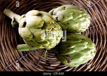 Drei Artischocken (Cynara Cardunculus) in einem Korb Stockfoto