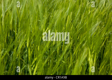 Nahaufnahme der Weizenernte im Bereich noch nicht bereit für die Ernte, England Stockfoto