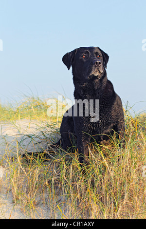 Schwarze Labrador Retriever Hund (Canis Lupus Familiaris), männlicher Hund am Strand Stockfoto