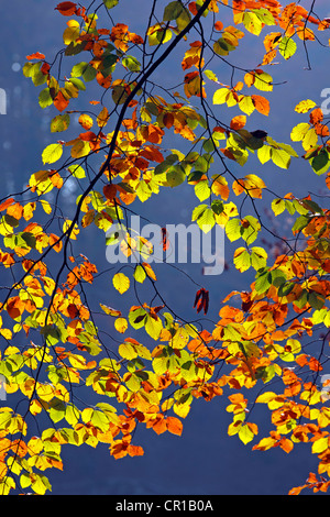 Herbst-farbige Blätter, europäische Buche (Fagus Sylvatica) Stockfoto