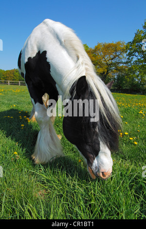 Irish Tinker Pferd (Equus Przewalskii F. Caballus), Hengst Stockfoto