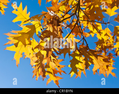 Blätter im Herbst von einem Spitz-Ahorn (Acer Platanoides) Stockfoto
