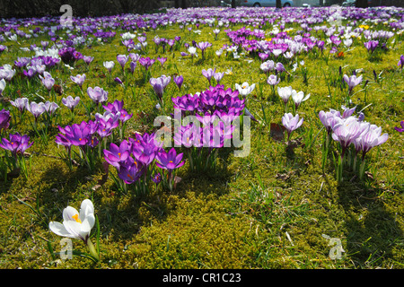 Frühlings-Krokus, riesigen niederländischen Krokus (Crocus Vernus Hybriden), lila und weißen Croci oder Krokusse blühen auf der Krokus-Wiese in Stockfoto