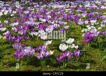 Frühlings-Krokus, riesigen niederländischen Krokus (Crocus Vernus Hybriden), lila und weißen Croci oder Krokusse blühen auf der Krokus-Wiese in Stockfoto