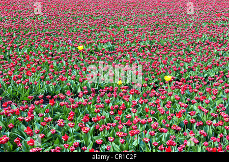 Niederlande, Provinz Süd-Holland, Lisse, Hyazinthen Felder Stockfoto