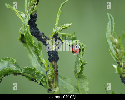 Marienkäfer mit Mückenart, schwarze Bohne Blattläuse an einer Pflanze / Marienkäfer Mit Jugendbuchklassikers Bohnenläusen ein Einer Pflanze Stockfoto