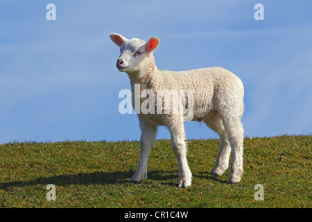 Ewe-Lamm, Lamm, Hausschafe (Ovis Ammon F. Aries) stehend auf einem Deich, Schleswig-Holstein, Deutschland, Europa