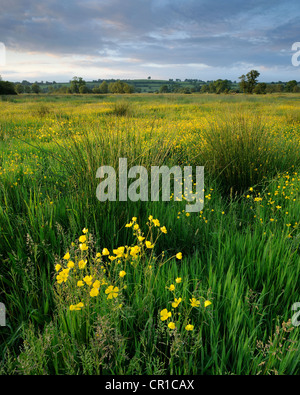 Einem schönen Feld von Butterblumen in der Nähe von Night auf den Somerset Levels, UK. Stockfoto