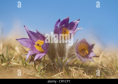 Küchenschellen (Pulsatilla Vulgaris) Stockfoto