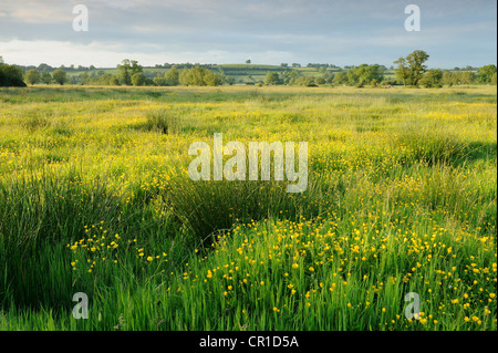 Eine lebendige Bereich der Hahnenfuß in einem Feld in der Nähe von Night auf den Somerset Levels, UK. Stockfoto