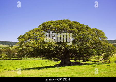 Feigenbaum (Ficus), Kiama, New-South.Wales, Australien Stockfoto