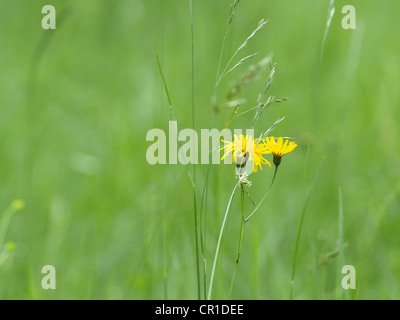 Wildblumenwiese mit mehrjährige Sow-Distel / Mais Sow Thistle / Wildblumenwiese Mit Acker-Gänsedistel Stockfoto