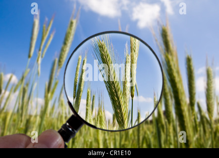 Gerste ernten werden unter einem Vergrößerungsglas untersucht. Stockfoto