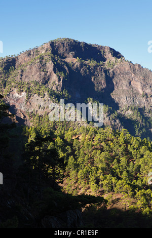 Pico Bejenado, Nationalpark Caldera de Taburiente, La Palma, Kanarische Inseln, Spanien, Europa Stockfoto